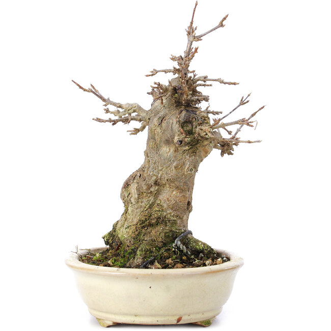 Acer buergerianum, 16 cm, ± 35 anni, con un nebari di 7 cm