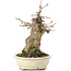 Acer buergerianum, 16 cm, ± 35 years old, with a nebari of 7 cm