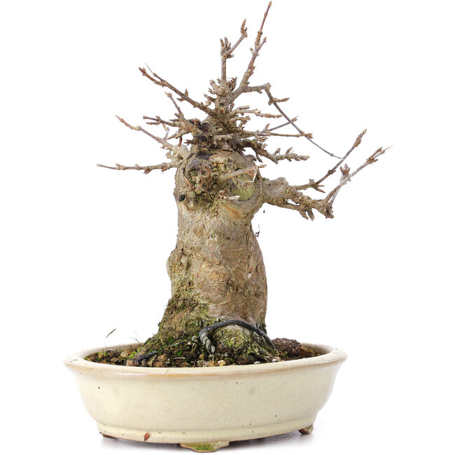 Acer buergerianum, 16 cm, ± 35 years old, with a nebari of 7 cm