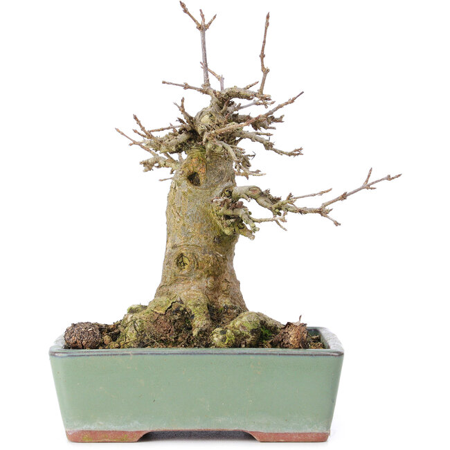 Acer buergerianum, 17 cm, ± 35 years old, with a nebari of 10 cm