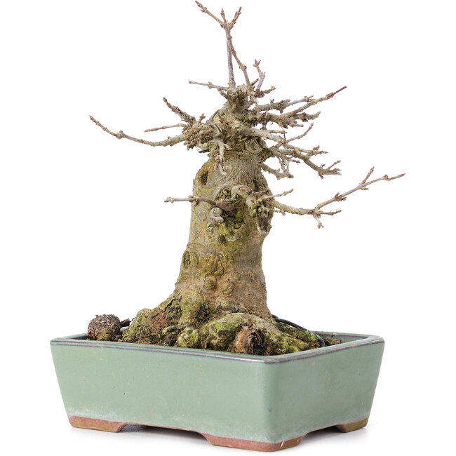 Acer buergerianum, 17 cm, ± 35 ans, avec un nebari de 10 cm