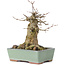 Acer buergerianum, 17 cm, ± 35 ans, avec un nebari de 10 cm