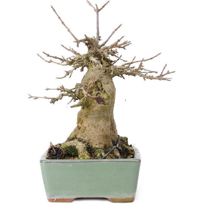 Acer buergerianum, 17 cm, ± 35 años, con un nebari de 10 cm