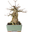 Acer buergerianum, 17 cm, ± 35 años, con un nebari de 10 cm