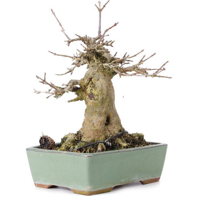 Acer buergerianum, 17 cm, ± 35 anni, con un nebari di 10 cm