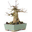 Acer buergerianum, 17 cm, ± 35 ans, avec un nebari de 10 cm