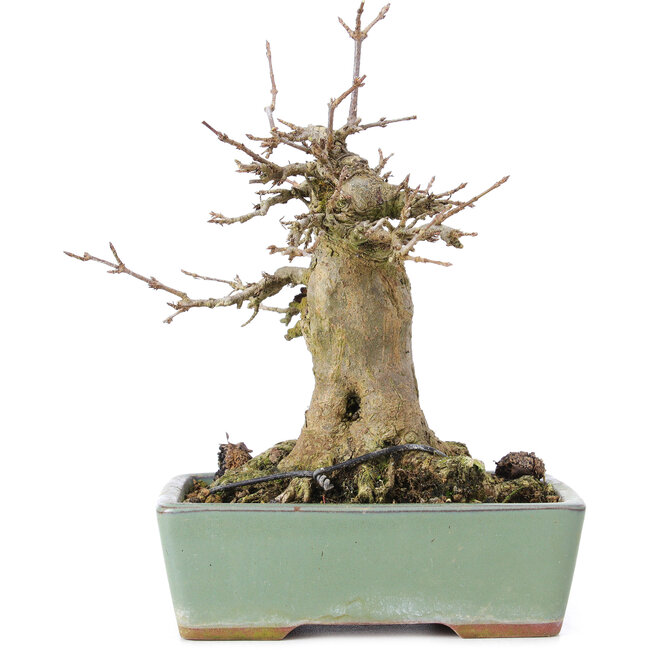 Acer buergerianum, 17 cm, ± 35 years old, with a nebari of 10 cm