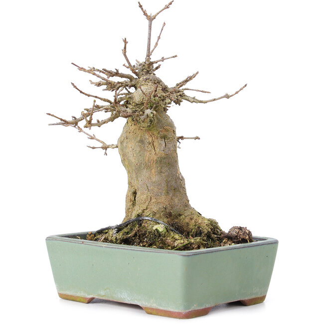 Acer buergerianum, 17 cm, ± 35 Jahre alt, mit einem Nebari von 10 cm