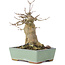 Acer buergerianum, 17 cm, ± 35 jaar oud, met een nebari van 10 cm