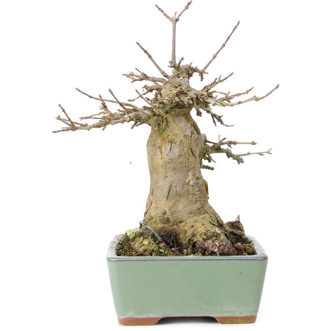 Acer buergerianum, 17 cm, ± 35 years old, with a nebari of 10 cm