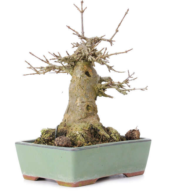 Acer buergerianum, 17 cm, ± 35 Jahre alt, mit einem Nebari von 10 cm