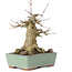 Acer buergerianum, 17 cm, ± 35 años, con un nebari de 10 cm