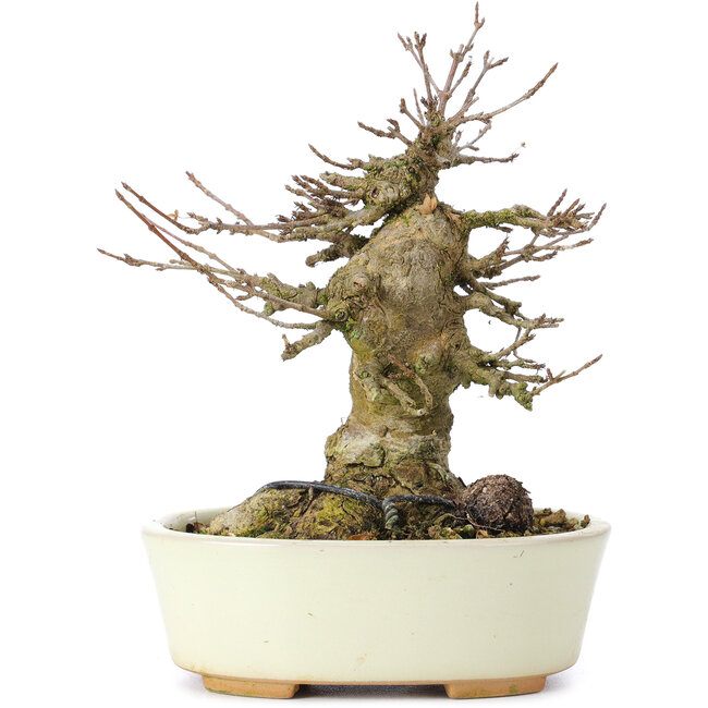 Acer buergerianum, 14 cm, ± 35 jaar oud, met een nebari van 8 cm