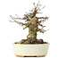 Acer buergerianum, 14 cm, ± 35 ans, avec un nebari de 8 cm