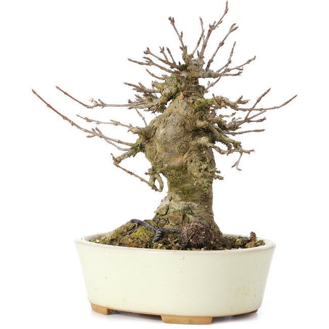 Acer buergerianum, 14 cm, ± 35 jaar oud, met een nebari van 8 cm