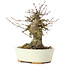 Acer buergerianum, 14 cm, ± 35 ans, avec un nebari de 8 cm