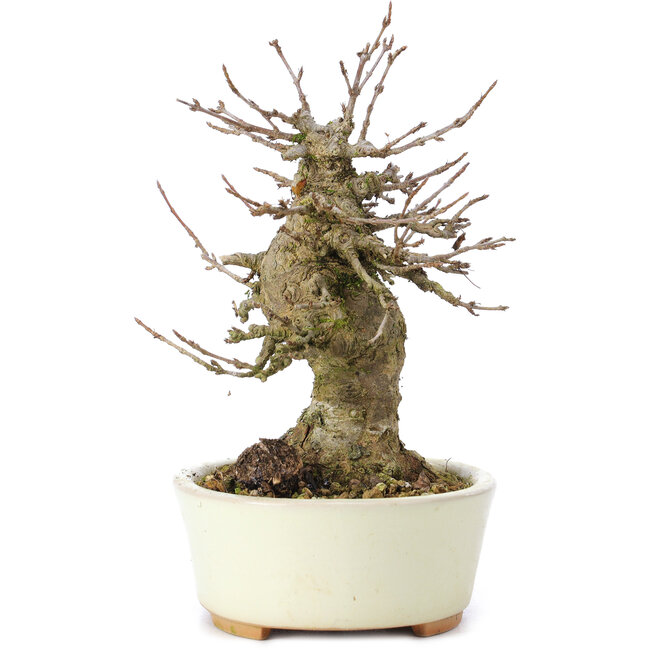 Acer buergerianum, 14 cm, ± 35 anni, con un nebari di 8 cm