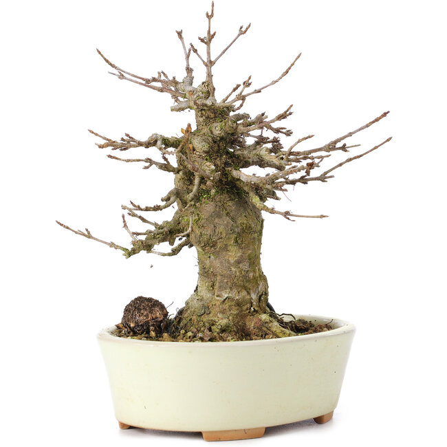Acer buergerianum, 14 cm, ± 35 jaar oud, met een nebari van 8 cm