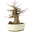 Acer buergerianum, 14 cm, ± 35 ans, avec un nebari de 8 cm