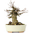 Acer buergerianum, 14 cm, ± 35 years old, with a nebari of 8 cm