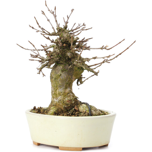 Acer buergerianum, 14 cm, ± 35 years old, with a nebari of 8 cm