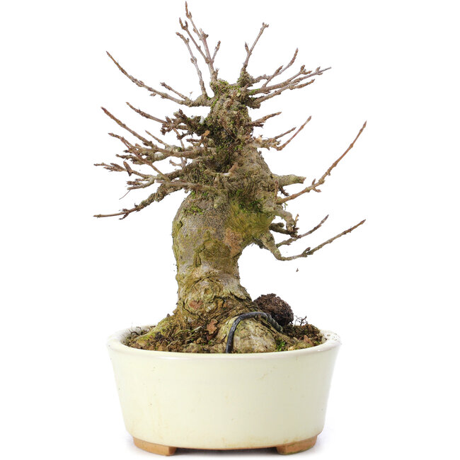 Acer buergerianum, 14 cm, ± 35 ans, avec un nebari de 8 cm