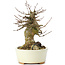 Acer buergerianum, 14 cm, ± 35 ans, avec un nebari de 8 cm