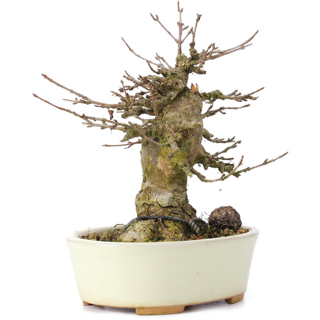 Acer buergerianum, 14 cm, ± 35 ans, avec un nebari de 8 cm