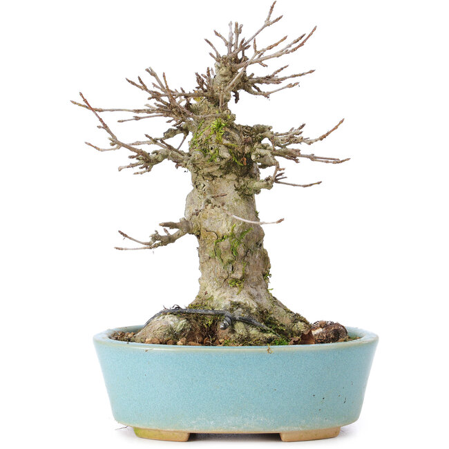 Acer buergerianum, 16 cm, ± 35 años, con nebari de 9 cm