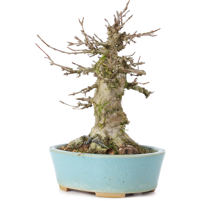 Acer buergerianum, 16 cm, ± 35 years old, with a nebari of 9 cm