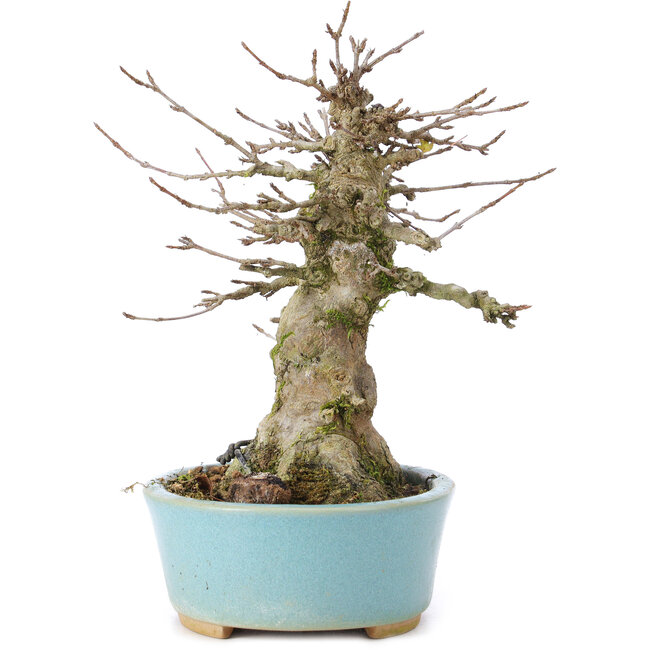 Acer buergerianum, 16 cm, ± 35 jaar oud, met een nebari van 9 cm