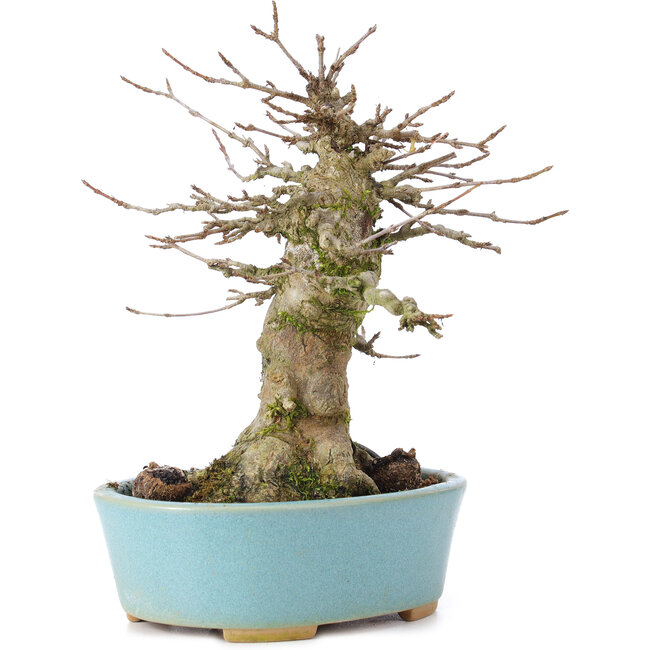 Acer buergerianum, 16 cm, ± 35 años, con nebari de 9 cm