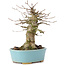 Acer buergerianum, 16 cm, ± 35 jaar oud, met een nebari van 9 cm