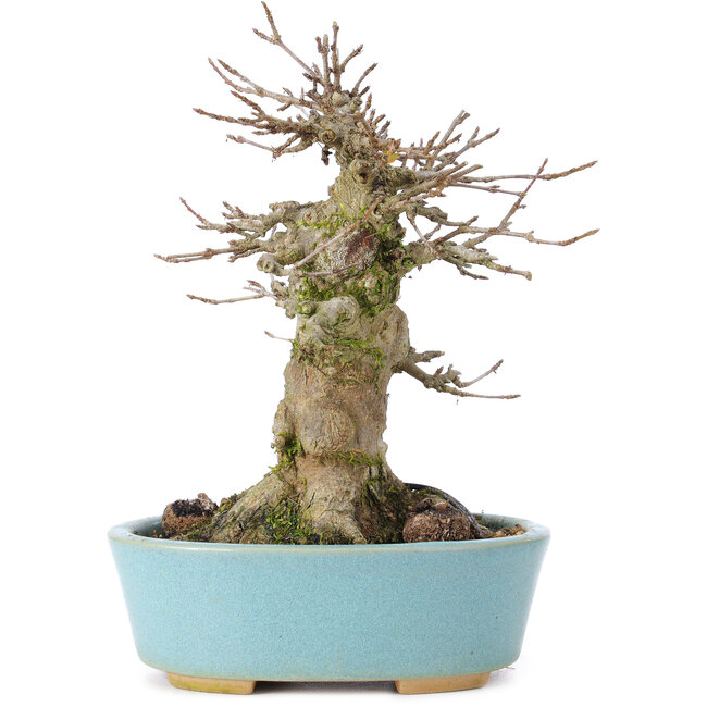 Acer buergerianum, 16 cm, ± 35 ans, avec un nebari de 9 cm