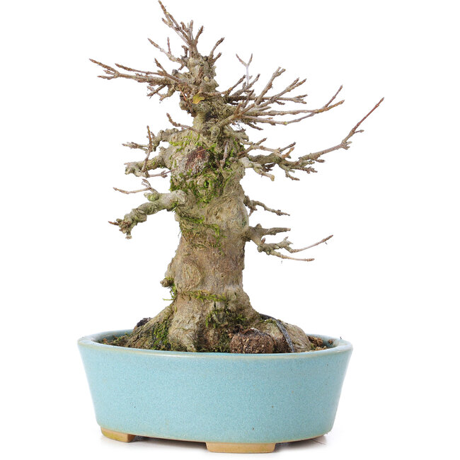 Acer buergerianum, 16 cm, ± 35 jaar oud, met een nebari van 9 cm