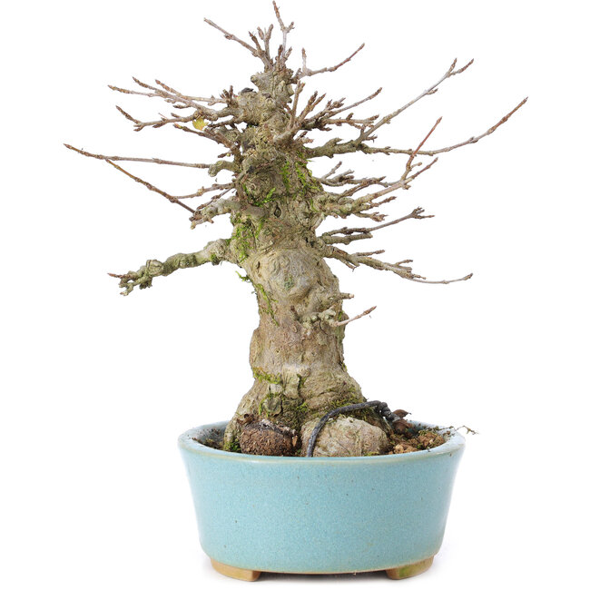 Acer buergerianum, 16 cm, ± 35 ans, avec un nebari de 9 cm