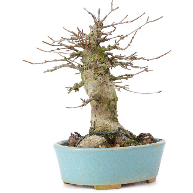 Acer buergerianum, 16 cm, ± 35 años, con nebari de 9 cm