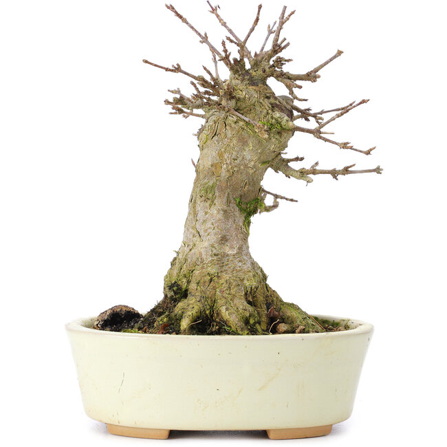 Acer buergerianum, 14 cm, ± 35 años, con un nebari de 7 cm