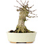 Acer buergerianum, 14 cm, ± 35 jaar oud, met een nebari van 7 cm