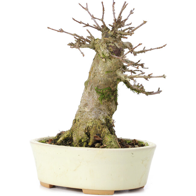 Acer buergerianum, 14 cm, ± 35 ans, avec un nebari de 7 cm