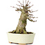 Acer buergerianum, 14 cm, ± 35 jaar oud, met een nebari van 7 cm