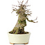 Acer buergerianum, 14 cm, ± 35 jaar oud, met een nebari van 7 cm