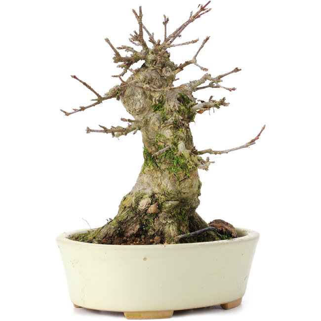 Acer buergerianum, 14 cm, ± 35 años, con un nebari de 7 cm