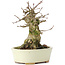 Acer buergerianum, 14 cm, ± 35 jaar oud, met een nebari van 7 cm