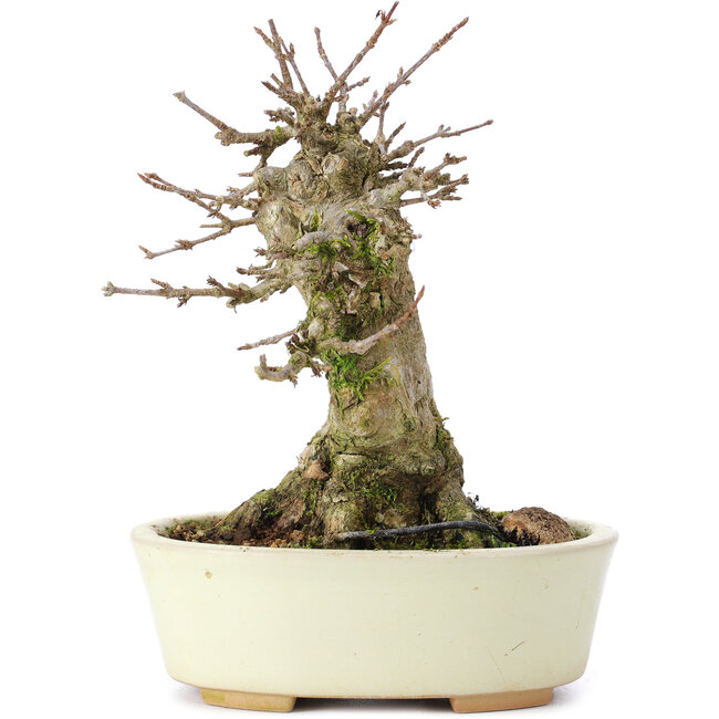 Acer buergerianum, 14 cm, ± 35 years old, with a nebari of 7 cm