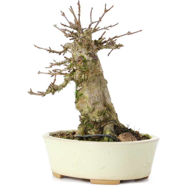 Acer buergerianum, 14 cm, ± 35 ans, avec un nebari de 7 cm