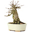 Acer buergerianum, 14 cm, ± 35 jaar oud, met een nebari van 7 cm