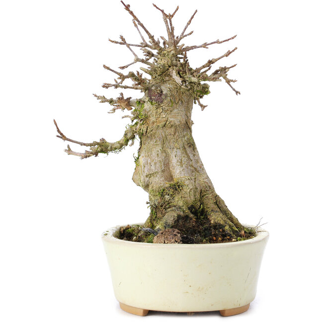 Acer buergerianum, 14 cm, ± 35 ans, avec un nebari de 7 cm