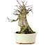 Acer buergerianum, 14 cm, ± 35 jaar oud, met een nebari van 7 cm