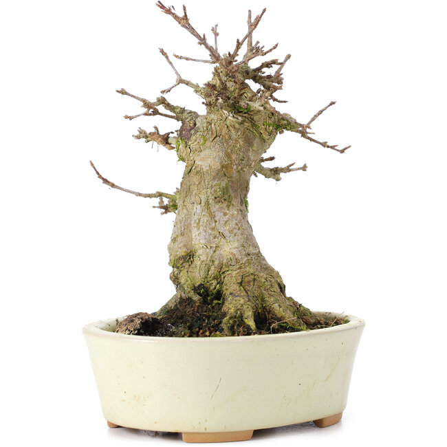 Acer buergerianum, 14 cm, ± 35 years old, with a nebari of 7 cm